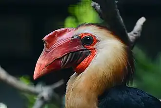 Rhabdotorrhinus leucocephalus (Bucerotidae).