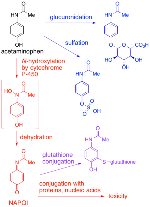 (en) Mécanisme proposé de la toxicité du paracétamol via le NAPQI.