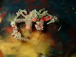 Achaeopsis spinulosa