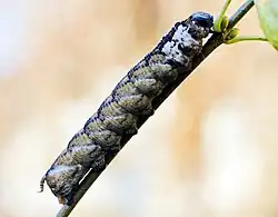 Variante chromatique brune