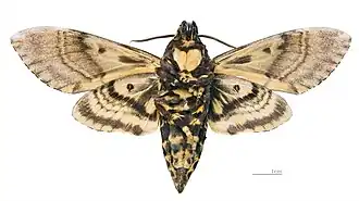 Description de cette image, également commentée ci-après