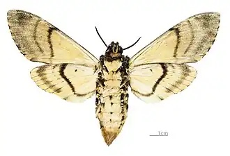 Acherontia styx medusa Revers de la femelle