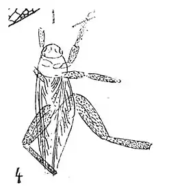 Holotype, éch. C15.