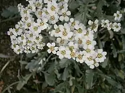 Achillea clavennae.