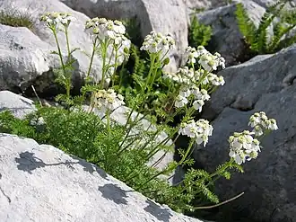 Description de l'image Achillea clusiana.jpg.