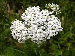 Fleurs d'Achillée millefeuille.