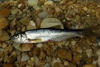 Achondrostoma salmantinum