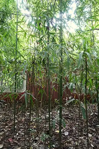 Description de l'image Acidosasa notata - Wangjianglou Park - Chengdu, China - DSC05938.jpg.