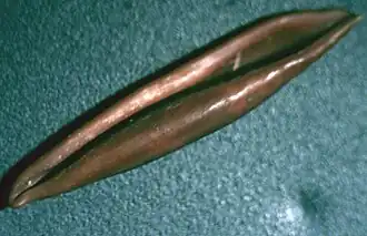 Aclyvolva lanceolata