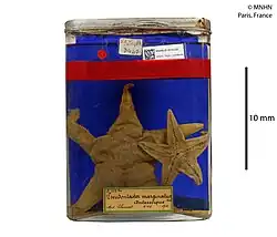 Acodontaster marginatus