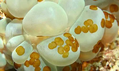 Waminoa sp. (formes jaunes) sur un corail bulle, des vers acœles (Xenacoelomorpha)