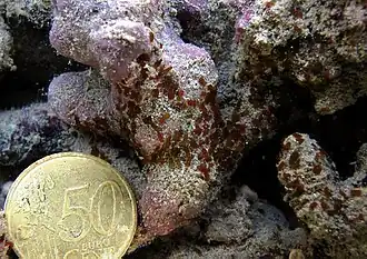 Un groupe de vers acoelomorphes.