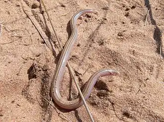 Description de l'image Acontias kgalagadi.jpg.