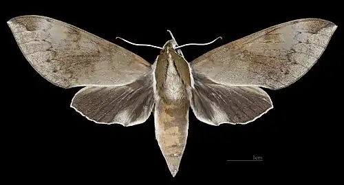 Avers de la femelle(coll.MHNT)