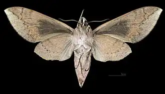 Revers de la femelle(coll.MHNT)