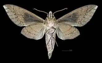 Revers du mâle(coll.MHNT)