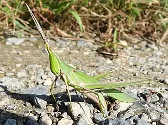 Description de cette image, également commentée ci-après