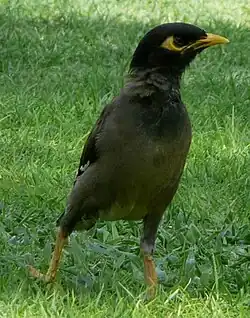 Martin triste à Dubaï