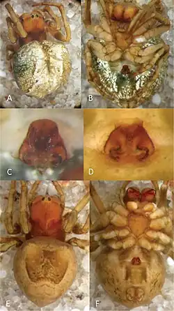 Description de l'image Acroaspis mamillana (10.3897-evolsyst.3.33454) Figure 2.jpg.