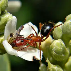 Fourmi Camponotus floridanus aidant à la pollinisation d'une fleur d'A. germinans