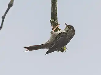 Description de l'image Acrobatornis fonsecai Pink-legged Graveteiro; Camacan, Bahia, Brazil.jpg.