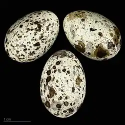 Oeufs de Rousserolle turdoïde ssp. arundinaceus - Muséum de Toulouse