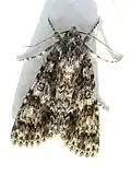 Imago