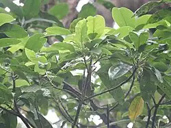 Acronychia pedunculata (plante-hôte)