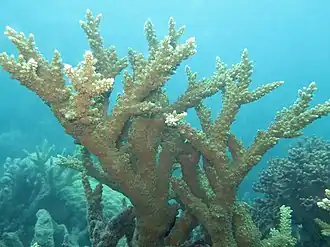 Description de l'image Acropora florida, Lizard I..jpeg.