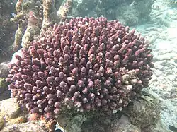 Acropora humilis