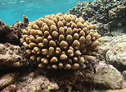 Une colonie à la Réunion