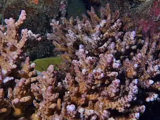 Description de l'image Acropora solitaryensis.JPG.