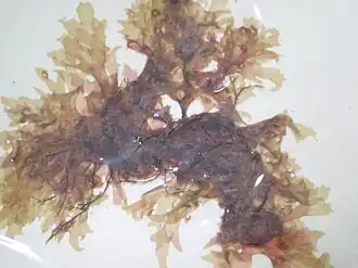 Description de l'image Acrosorium uncinatum.JPG.