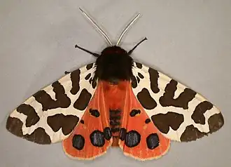 Description de l'image Acrtia caja, Garden Tiger, Trawscoed, North Wales, July 2006 (21187979696).jpg.