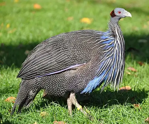 Pintade vulturine dans le Parc ornithologique de Walsrode (Allemagne).