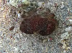 Actaeodes hirsutissimus.