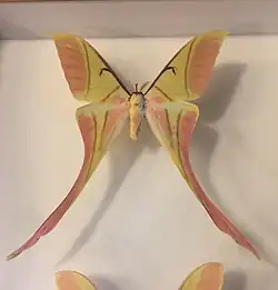 Actias rhodopneuma