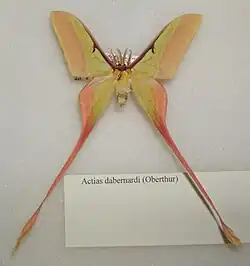 Actias dubernardi