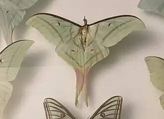 Actias laovieta male