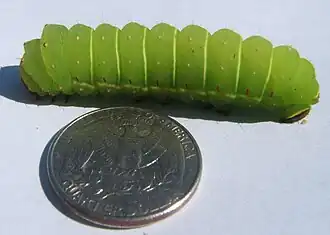 Cinquième stade larvaire