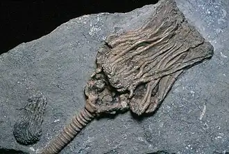 Actinocrinites gibsoni, un Actinocrinitidae