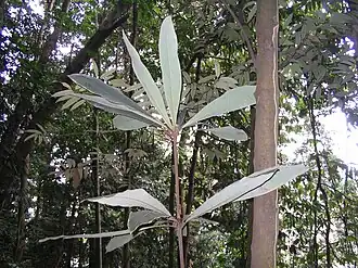 Actinodaphne malaccensis