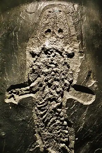 Description de l'image Actinodon sp 57.JPG.