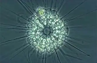 Description de l'image Actinophrys sol (phase contrast microscopy).jpg.