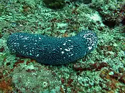 Une holothurie bleue (Actinopyga caerulea)