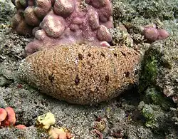 Spécimen réunionnais présentant les points bruns caractéristiques du morphe alternatif.