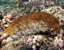 Holothurie des brisants (Actinopyga mauritiana)