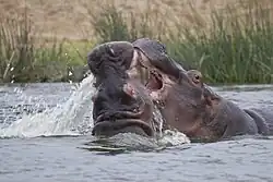 photo de deux hippopotames en combat.