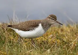Chevalier guignette.