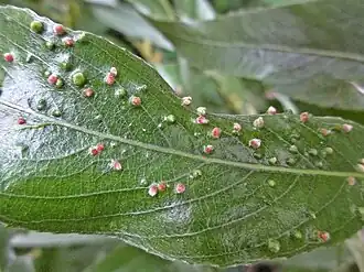 Description de cette image, également commentée ci-après